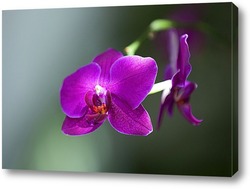  желтая орхидея