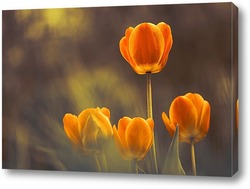   Постер Оранжево-желтые тюльпаны