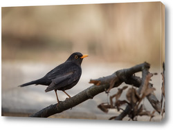  Постер Blackbird (Turdus Merula) singing in a tree