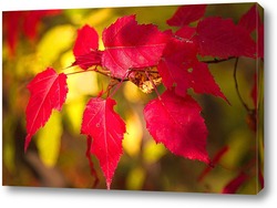   Постер Яркие, осенние листья клёна