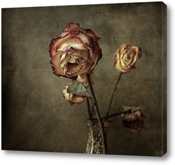   Постер роза (гербарий)