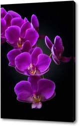   Постер Ветка орхидеи на черном фоне