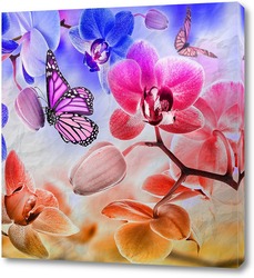   Постер Разноцветные орхидеи