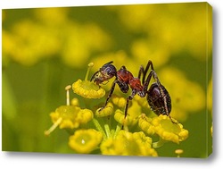   Постер Муравей ест пыльцу на цветке