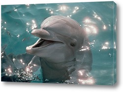   Постер Dolphin115
