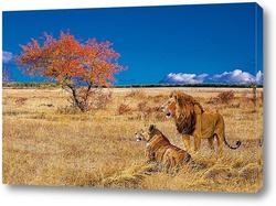   Постер Лев и львица