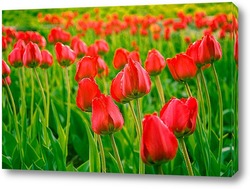   Постер Поляна тюльпанов