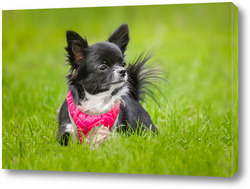   Постер Funny little chihuahua dog plays on the grass.