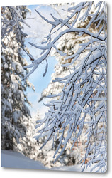   Постер Ветвь дерева, покрытая снегом