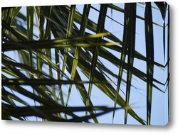   Постер Листочки пальмы