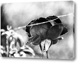   Постер Черная роза 