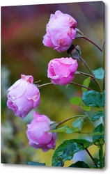   Постер Розовые розы в росе
