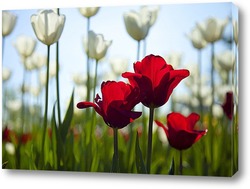   Постер красные тюльпаны