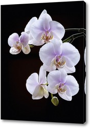   Постер Орхидея фаленопсис Утренняя Заря на черном фоне