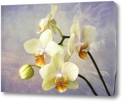   Постер Желтая орхидея