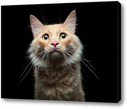  Постер Портрет дворового кота