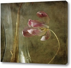   Постер тюльпан (гербарий)