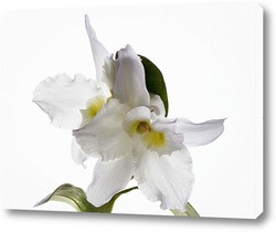   Постер Орхидея дендробиум Нобиль
