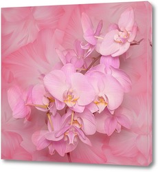   Постер Прекрасная орхидея