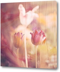   Постер Тюльпаны на закате