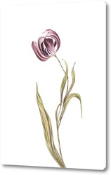   Постер Тюльпан. Серия сухоцветы.