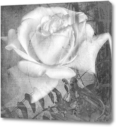   Постер Белая роза