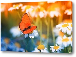   Постер маленькая бабочка на цветущем поле ромашек в солнечный летний день