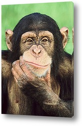 шимпанзе