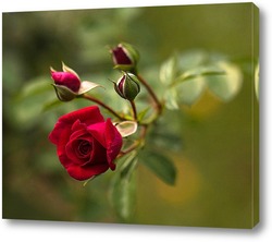   Постер Красная роза