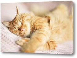   Постер Спящий кот породы Мейн-Кун