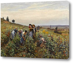   Постер Сбор урожая