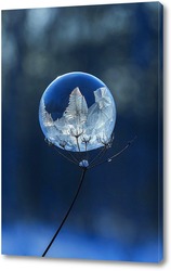   Постер Замёрзший мыльный пузырь на высохшем цветке