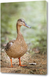   Постер A closeup shot of a cute big brown duck