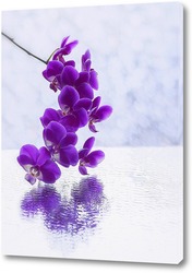   Постер Ветка пурпурной орхидеи