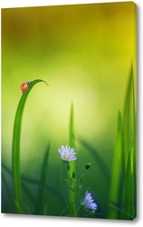   Постер красивая маленькая божья коровка ползет по весеннему лугу с нежными белыми цветами и сочной зеленой травой
