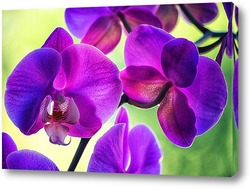  Постер Орхидея фаленопсис