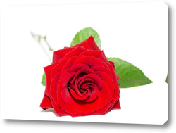    красная роза, выделенная на белом фоне