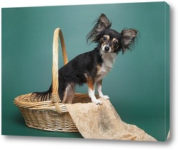   Постер Забавная собака породы той-терьер в плетеной корзине на зеленом фоне