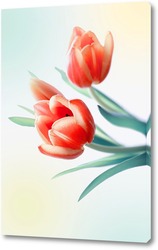   Постер Три тюльпана