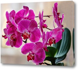   Постер Орхидея фаленопсис