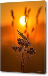   Постер Кузнечик на цветке в лучах восходящего солнца