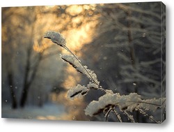   Постер Ветки дерева с хлопьями снега