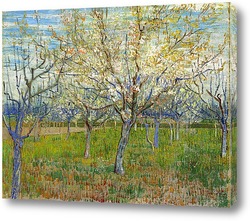   Картина Сад с цветущими абрикосами