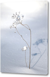    Сухое растение на бело снегу