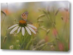   Постер Бабочка и белый цветок