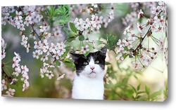   Постер котенок и цветы
