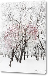   Постер Рябина на фоне заснеженных деревьев.