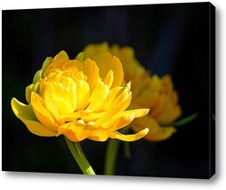   Постер Желтые тюльпаны