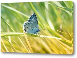   Постер голубая бабочка