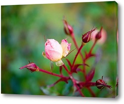   Постер Бутон розы